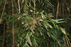 Merostachys