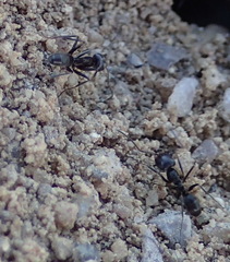 Dorymyrmex