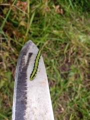 Phoebis philea