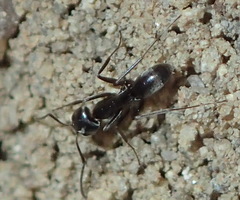 Dorymyrmex