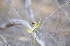 Caladenia attingens