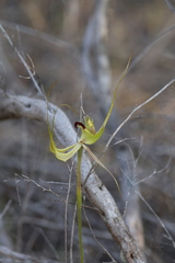 Caladenia attingens