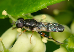 Syritta flaviventris