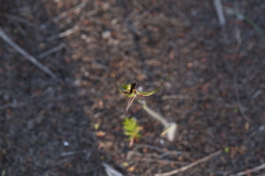Caladenia attingens