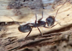 Dorymyrmex