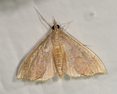 Sericoplaga externalis