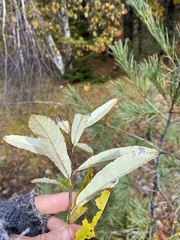 Salix humilis