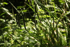 Carex pendula