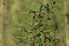 Aldama linearis