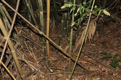 Merostachys