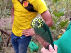 Phoebis philea