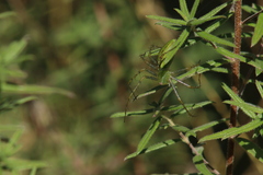 Aldama linearis