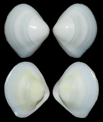 Tellinidae