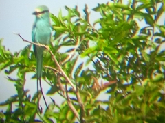 Coracias abyssinicus