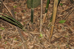 Merostachys