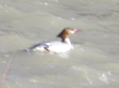 Mergus merganser americanus