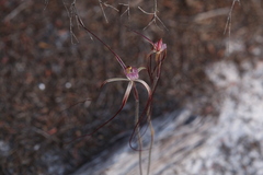 Caladenia occidentalis