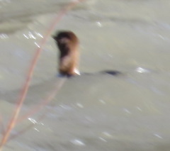 Mergus merganser americanus