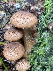 Armillaria