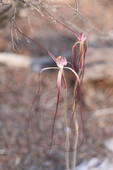 Caladenia occidentalis