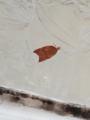 Argyrotaenia franciscana