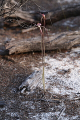 Caladenia occidentalis