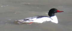 Mergus merganser americanus