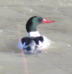 Mergus merganser americanus