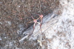 Caladenia occidentalis