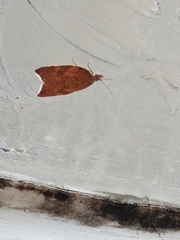 Argyrotaenia franciscana
