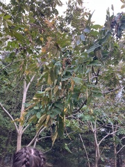 Juglans cinerea