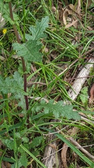 Senecio picridioides
