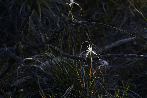 Image of Caladenia speciosa by (c) Hugo Innes, some rights reserved (CC BY)