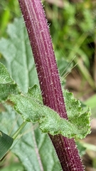 Senecio picridioides