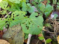Geum aleppicum