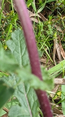 Senecio picridioides
