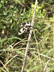 Mallophora bomboides