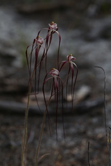 Caladenia chapmanii