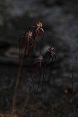 Caladenia chapmanii
