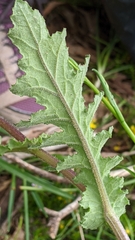 Senecio picridioides