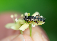 Syritta flaviventris