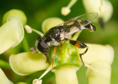 Syritta flaviventris