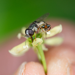 Syritta flaviventris