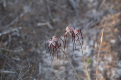 Caladenia chapmanii
