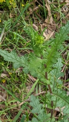 Senecio picridioides