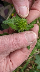 Senecio picridioides