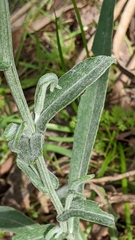 Senecio picridioides