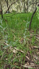 Senecio picridioides
