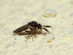 Forcipomyia