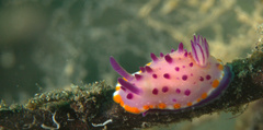Mexichromis mariei